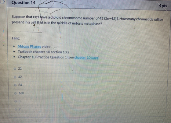 Question 14 4 pts Suppose that rats have a diploid chromosome number of 42 (2n=42]). How many chromatids will be present in a