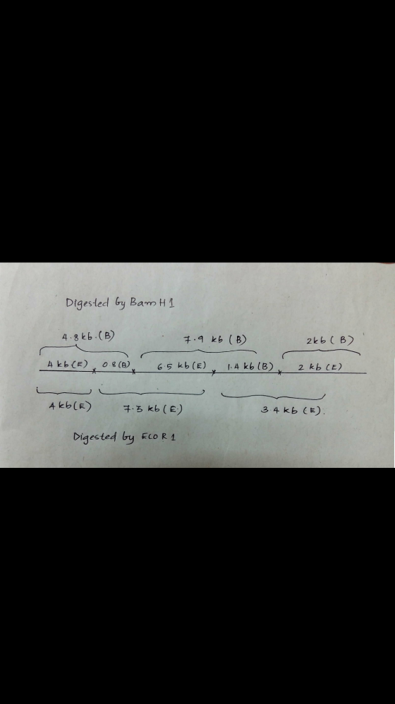 Digested by Bam H1 д. 8kb. (В) 1.4 k, (В) 2k, CB) A EL() ов (в) 65 kb (Е) . A Kb (В) 2 kb CE) Akb(в) 1.5 k (E) 3 4 kB CE). Di