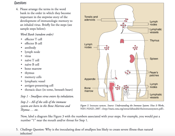 Questions Tonsils and adenoids - Lymph nodes Lymphatic vessels Thymus Lymph nodes - 4. Please arrange the terms in the word b