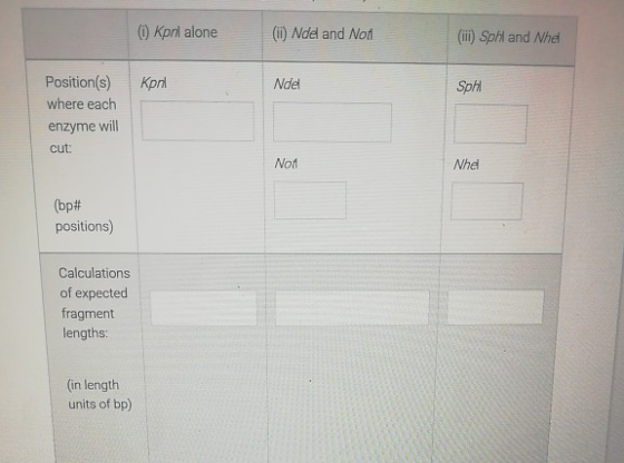 (i) Kpri alone (ii) Ndel and Non (ii) Sphi and Nhei Κρil Ndel Sphil Position(s) where each enzyme will cut: Not Nhe (bp# posi