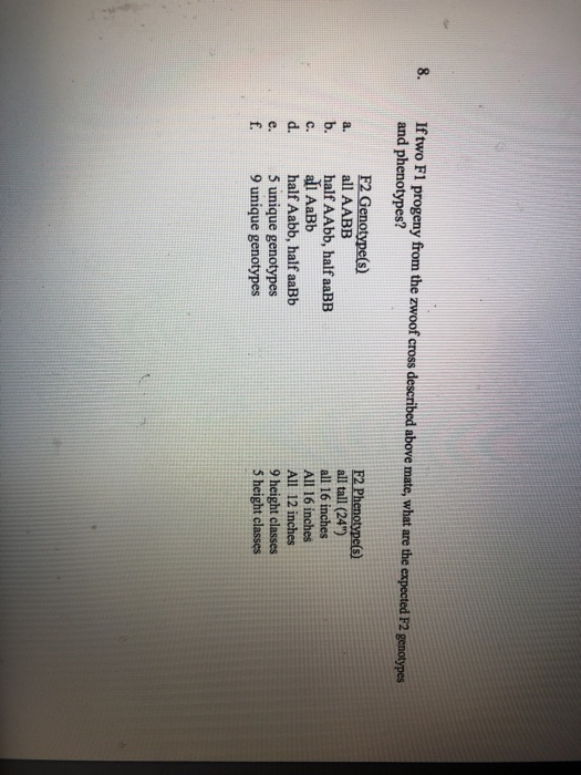 8. If two Fl progeny from the zwoof cross deseribed above mate, what are the expected P2 genotypes and phenotypes? F2 Phenoty