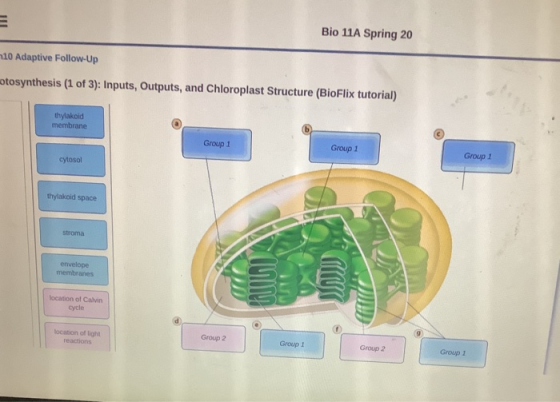 Bio 11A Spring 20 LO Adaptive Follow-Up tosynthesis (1 of 3): Inputs, Outputs, and Chloroplast Structure (BioFlix tutorial) t
