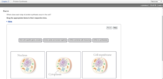 Chapter 17Protein Synthesis « previous 10 of 16 | next » Part A Where does each step of protein synthesis occur in the cell? Drag the appropriate items to their respective bins. Hints Reset Help DNA with specific gene unravels Amino acids are bonded togethermRNA combines with ribosome mRNA is synthesized Nucleus Cell membrane Cytoplasm