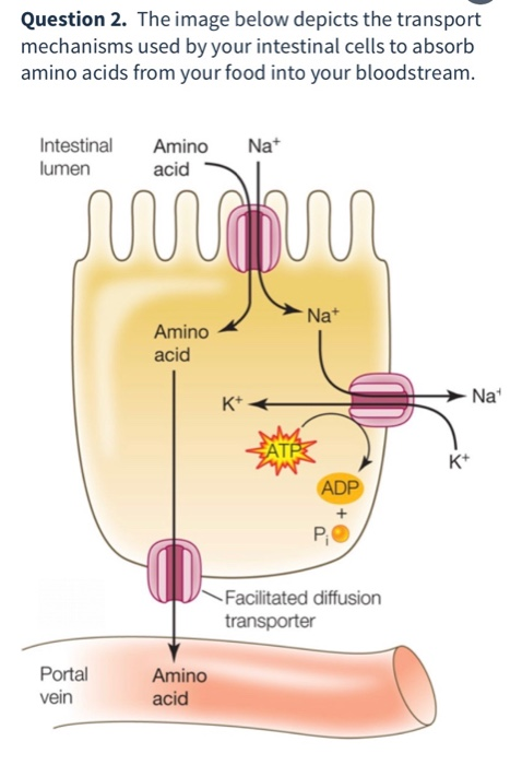 Question 2. The image below depicts the transport mechanisms used by your intestinal cells to absorb amino acids from your fo