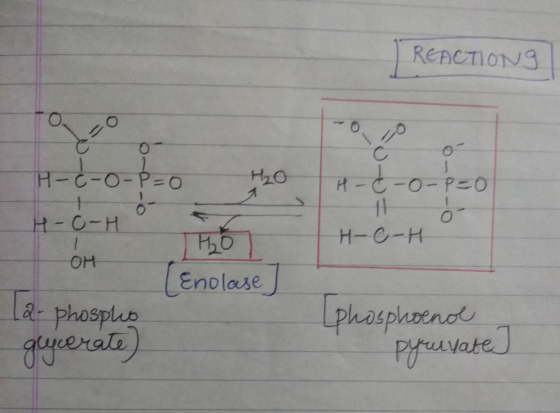 REACTIONG H- C-0 th H-C-H H-c-o-P=0 H2O H-C-H HO OH (Enolase 12- phospho gucerate) (phosphoenol Pyruvate]
