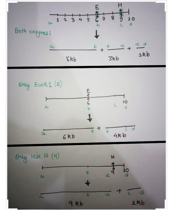 Ε 1 2 3 4 5 6 b Issu to 9 10 d Both enzymes: 6 ikb 6kb 3kb Only ECORI (E) c 10 aw того 4kb 6Rb Only Hae II (H) H 10 | b c +