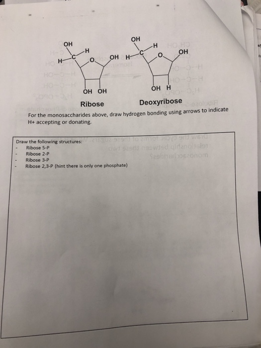 он ОН Н о, он не о, он н . Он он Он н Ribose Deoxyribose For the monosaccharides above, draw hydrogen bonding using arrows to