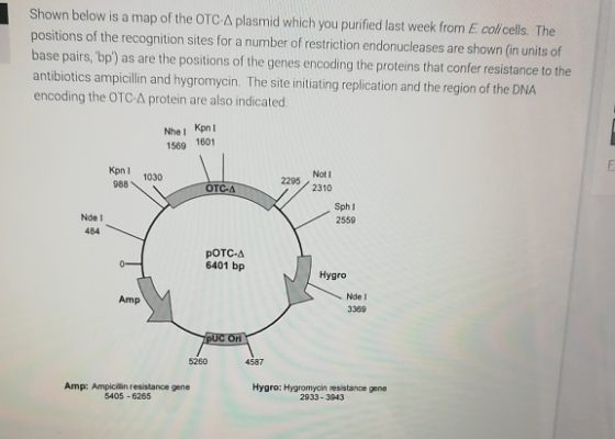 Shown below is a map of the OTC A plasmid which you purified last week from E. colicells. The positions of the recognition si