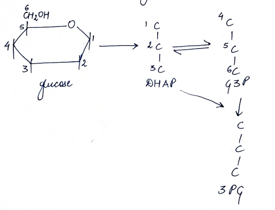 6 CH2OH с C | 2c о - - 3 13 6с. 5C OHAP медаг. 43Р / C C С 3PG