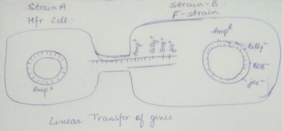 Strain A Hfr Cell Strain-B F-strain Am Amp Silly + Bog Tout Amp Linear Transfer of genes
