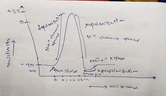 +351 Depolarization Colar posto KT charmes opened Nart channel Milivolts Гtate ATPepe m Sureshold u hyperpolarization t orekt