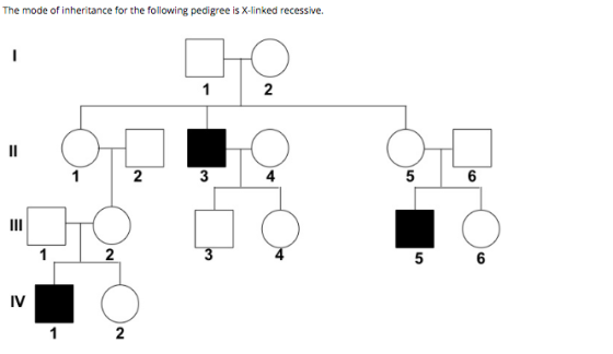 The mode of inheritance for the following pedigree is X-linked recessive. - O 1 2 3 4 5 6 N III O 1 2 3 5 6 IV 1 2