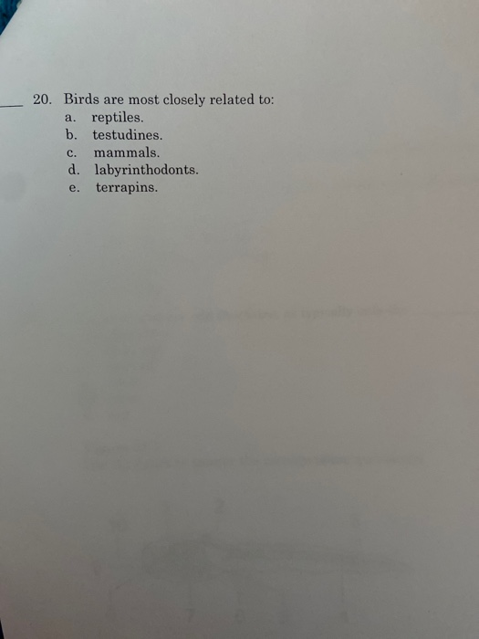 20. Birds are most closely related to: a. reptiles. b. testudines. c. mammals. d. labyrinthodonts. e. terrapins.