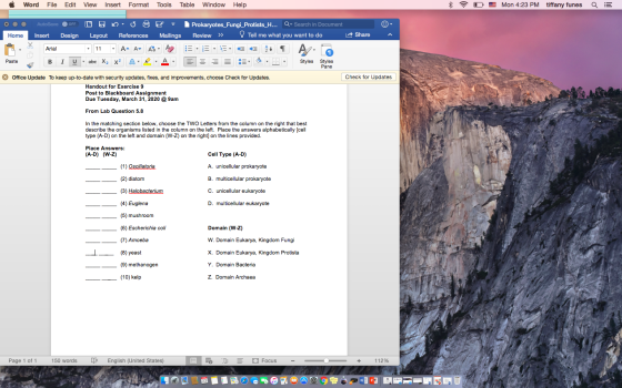 Ś Word File Edit View Insert Format Tools Table Window Help O Mon 4:23 PM tiffany funes a E oo Home Share AutoSave OFF Insert