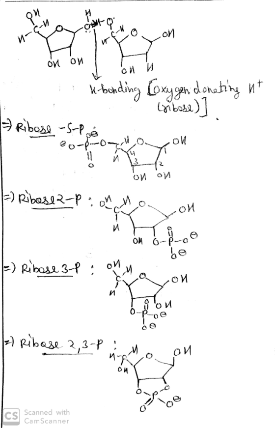 ои -с- осой и орон OM H-bonding (oxygen donating ut • Сьова )) 7 Ribose -S-Pé ои Гр~0. ои =) Ribase 2- Е) Воля 3-Р , си . тео
