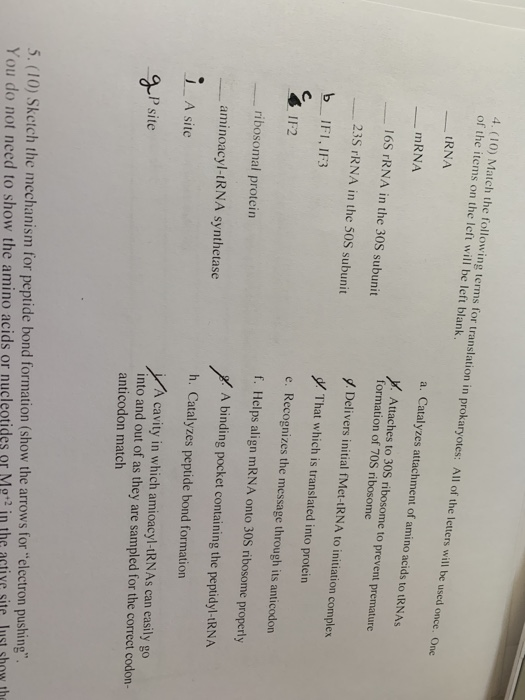 4.(10) Match the following terms for translation in prokaryotes: All of the letters will be used once. One of the items on th