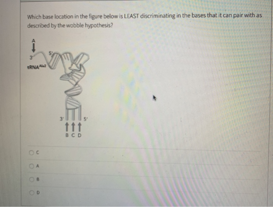 Which base location in the figure below is LEAST discriminating in the bases that it can pair with as described by the wobble