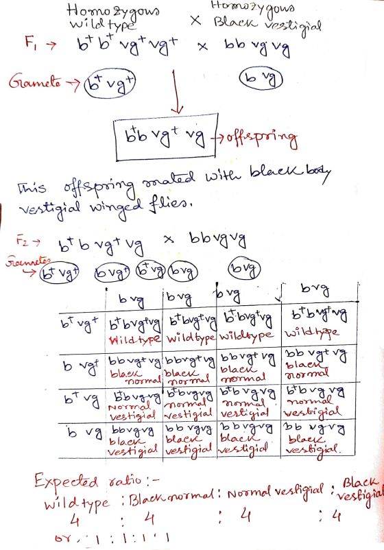 Homozygous Homozygous X Black vesti vestigial wild type btbt vgtugt vgug Fit bb Gamete -> b vg vg bb vgt vig offspring This o