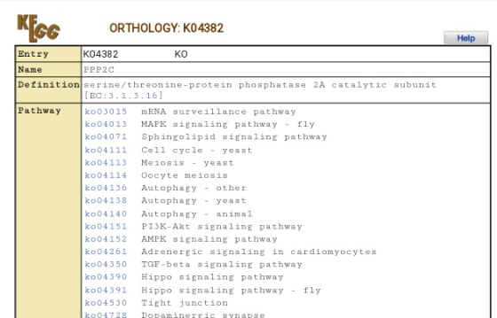 KEGG ORTHOLOGY: K04382 Help Entry K04382 KO Name PPP2C Definition serine/threonine-protein phosphatase 2A catalytic subunit (