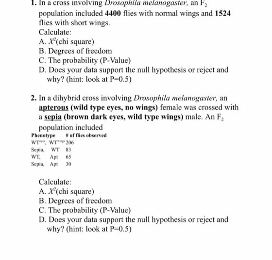 1. In a cross involving Drosophila melanogaster, an F2 population included 4400 flies with normal wings and 1524 flies with short wings Calculate: A. X(chi square) B. Degrees of freedom C. The probability (P-Value) D. Does your data support the null hypothesis or reject and why? (hint: look at P-0.5) 2. In a dihybrid cross involving Drosophila melanogaster, an apterous (wild type eyes, no wings) female was crossed with a sepia (brown dark eyes, wild type wings) male. An F2 population included Phenotype # of flies observed WTs WT206 Sepia, WT 83 WT, Apt 65 Sepia, Apt 30 Calculate: A. X(chi square) B. Degrees of freedom C. The probability (P-Value) D. Does your data support the null hypothesis or reject and why? (hint: look at P-0.5)