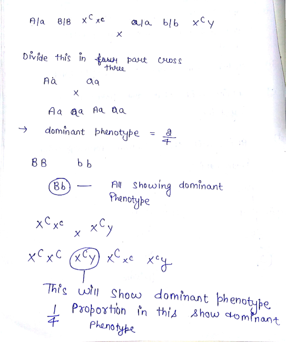 На в/в хехе @la bь ху Х Divide this in faber part cuss three A aa Х Aa aa a aa dominant phenotype ВВ bb ВЬ All showing domina