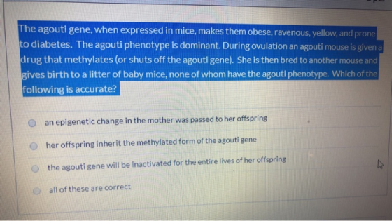 The agouti gene, when expressed in mice, makes them obese, ravenous, yellow, and prone to diabetes. The agouti phenotype is d