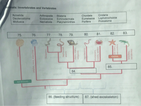 Animals: Invertebrates and Vertebrates Annelida Deuterostome Mollusca Arthropoda Ecdysozoa Nematoda Bilateria Echinodermata P