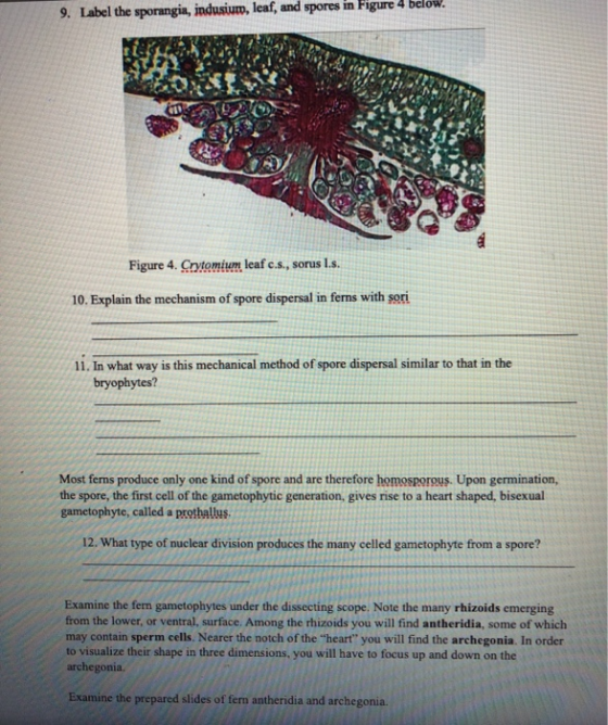 9. Label the sporangin, indusium, leaf, and spores in Figure 4 below. Figure 4. Cytomium leaf c.s., sorus L.s. 10. Explain th