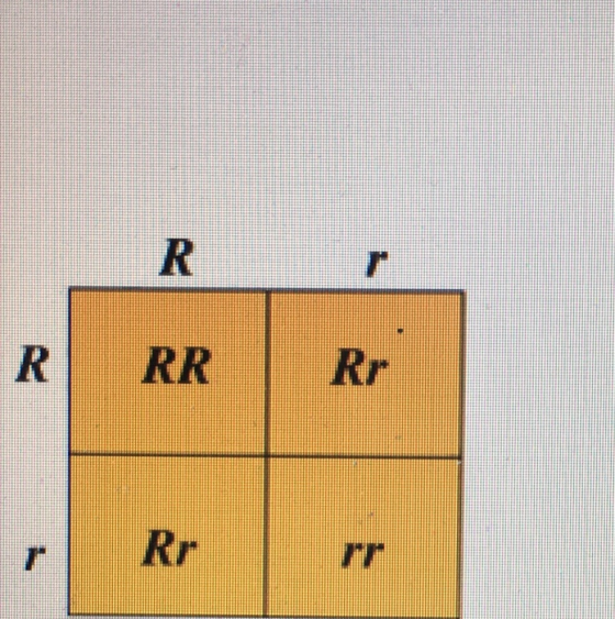R RR Rr