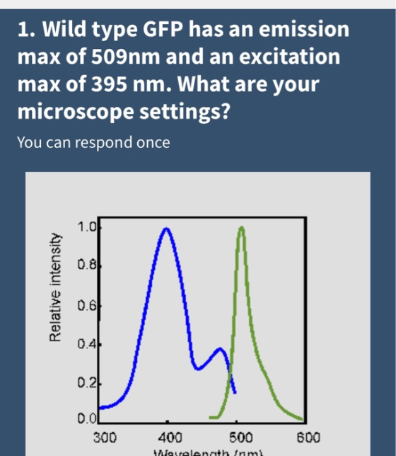 1. Wild type GFP has an emission max of 509nm and an excitation max of 395 nm. What are your microscope settings? You can res