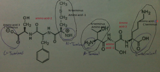 CH3 N-terminus Amłno acid -1 NH amino acid-2 CH2 CH2 mino acid- 4 Amino Amino acid-3 CH O terminus Amino C terminus 2 acid-3