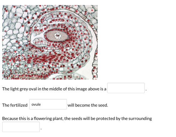 The light grey oval in the middle of this image above is a The fertilized ovule will become the seed. Because this is a flowe