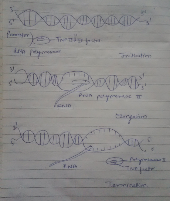 vomt RNA s/ 그NE