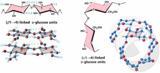 O CH2OH (814)-linked D-glucose units CH2OH НО, HO 9 110 (a 1-4)-linked D-glucose units