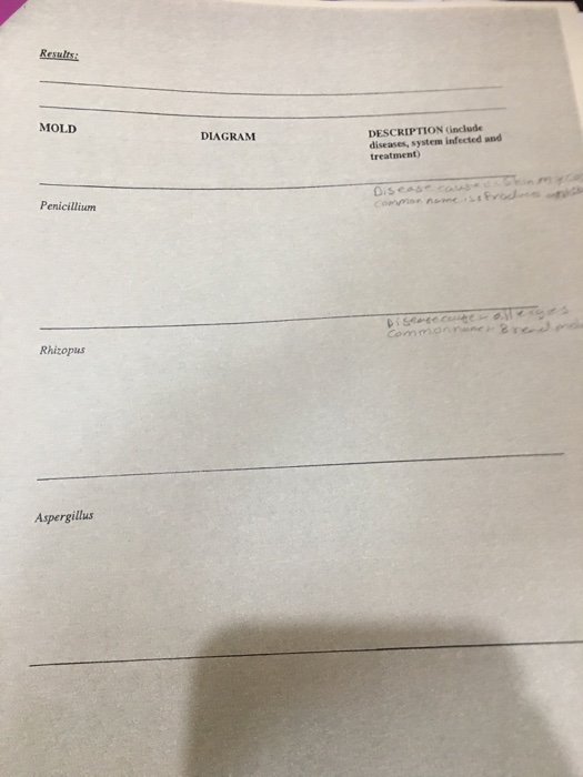 Results: MOLD DIAGRAM DESCRIPTION (include diseases, system infected and treatment Penicillium Rhizopus Aspergillus