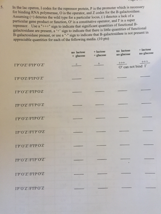 In the lac operon, 1 codes for the repressor prote