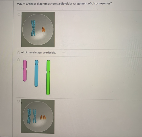 Which of these diagrams shows a diploid arrangement of chromosomes? All of these images are diploid.