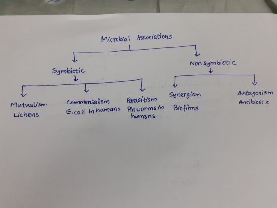 Microbial Associations Non symbiotic . Symbiotic T commensalism E. coli in humans Antagonism Antibiosis , Mutualism Synergism