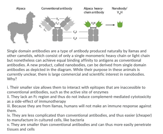 Alpaca Conventional antibody Alpaca heavy- chain antibody Nanobody/ VH CH1 VH Single domain antibodies are a type of antibody