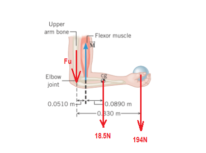 Upper arm bone Flexor muscle Fu Elbow joint 0.0510 m0.0890 m 0.830m 18.5N 194N