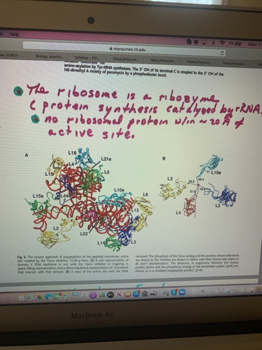 Help mycourses.Filedu (5.00) Syabus.CH wine-cylation by T UNA synthetase. The OH of listed NS-dimetyl A moiety of promycin b