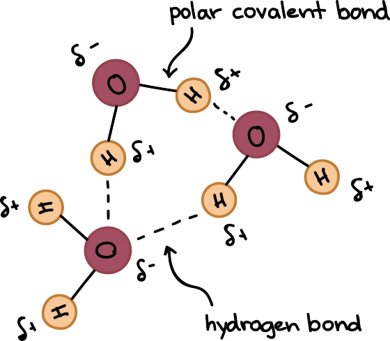 polar covalent bond (H) St S. hydrogen bond
