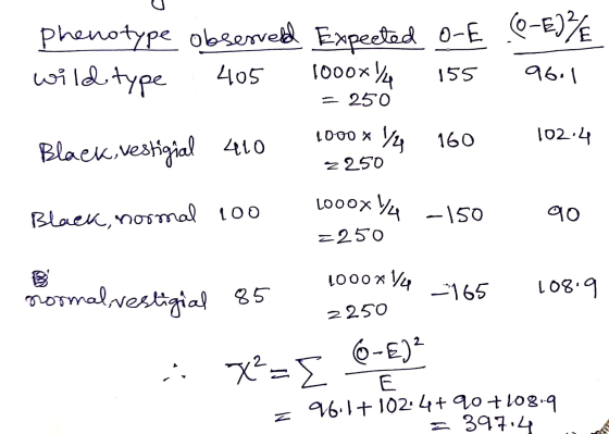 Phenotype observell Expeeted 0-E (-E)%€ wild type 405 1000x14 155 96.1 = 250 1000 x 1/4 160 102:4 Black, vestigial 410 < 250