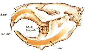 Root- Back teeth Incisors