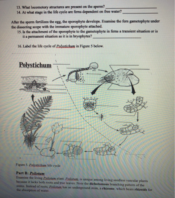 13. What locomotory structures are present on the sperm? 14. At what stage in the life cycle are ferns dependent on free wate