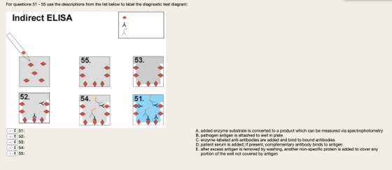 For questions 51 - 55 use the descriptions from the list below to label the diagnostic test diagram: Indirect ELISA 55. 53. 5