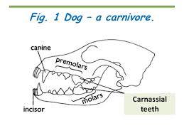 Teeth