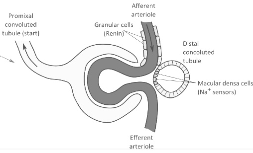 Afferent arteriole Promixal convoluted tubule (start) Granular cells Renin Distal concoluted tubule Macular densa cells (Na