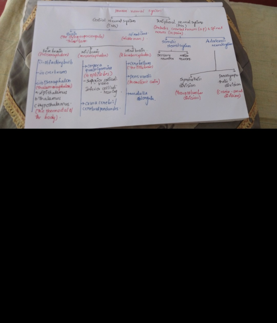 Huvit neuval yslem C NS) uural slarp CThe living suptrc nad cordovES (paiu) nk Somatic Aulorom fnas brain Neural suslim Foe braun ncuralsuyim Mid ba thalon) moelor Covpora. quadrigemina The iith bair) iy crer brum h opillo bes) Suprior collicl Pons vardl D Dien bThalamus Che thermosta theltie divi sion division rhbracoluma (Cranie -saty divsien) blongata dvision) C la cenebral peondundes