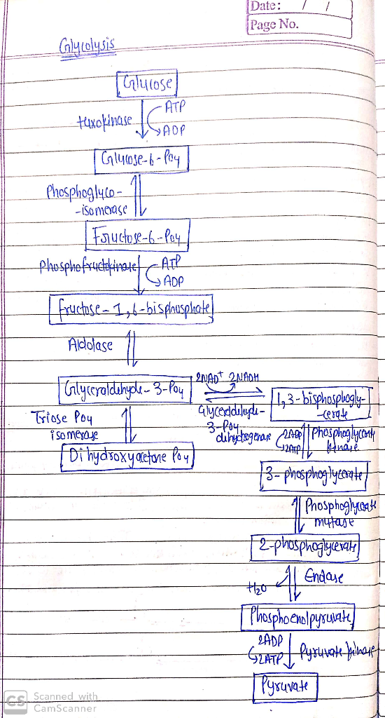 Y ADP Date: 1 Page No. Calycolysis Tarlucose - ATP tuxokinase ICAOP | Glucose-6 - Poy ] Phosphog146- || -isomoase Fructose-6-
